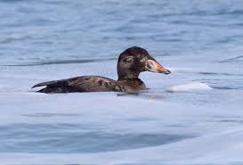 Image result for Melanitta perspicillata