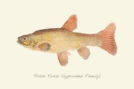 Image result for Tinca tinca