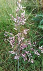 Attēlu rezultāti vaicājumam “Holcus mollis”