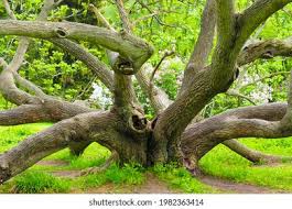 Attēlu rezultāti vaicājumam “Juglans mandshurica”