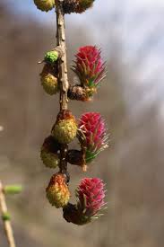 Attēlu rezultāti vaicājumam “Larix decidua flower”
