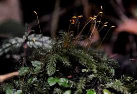 Attēlu rezultāti vaicājumam “Pleurocarpous mosses sporophyte”