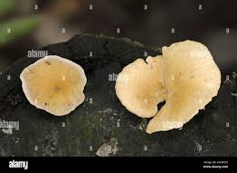 Attēlu rezultāti vaicājumam “Polyporus varius”