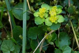 Attēlu rezultāti vaicājumam “Chrysosplenium alternifolium leaf”