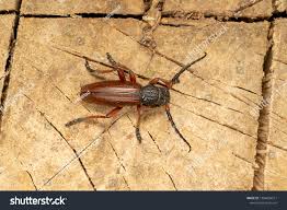 Attēlu rezultāti vaicājumam “Tetropium fuscum”