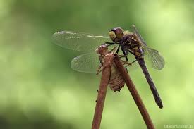 Attēlu rezultāti vaicājumam “Leucorrhinia albifrons female”