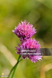 Attēlu rezultāti vaicājumam “Allium scorodoprasum”