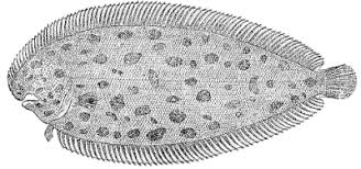 Image result for Solea solea