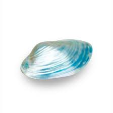 Attēlu rezultāti vaicājumam “Unio crassus”