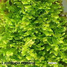 Attēlu rezultāti vaicājumam “Lepidozia reptans”