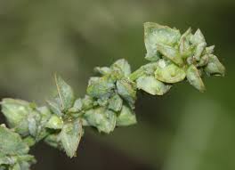 Attēlu rezultāti vaicājumam “Atriplex patula fruit”