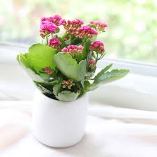Image result for Kalanchoe blossfeldiana