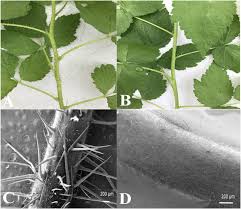 Attēlu rezultāti vaicājumam “Rubus idaeus leaf”