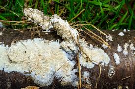 Attēlu rezultāti vaicājumam “Postia undosa”