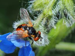 Attēlu rezultāti vaicājumam “Gymnosoma sp.”