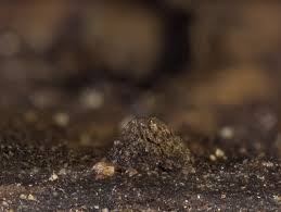 Attēlu rezultāti vaicājumam “Colloderma oculatum”