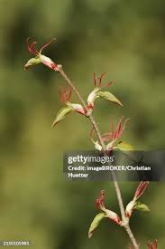 Attēlu rezultāti vaicājumam “Cercidiphyllum japonicum flower”