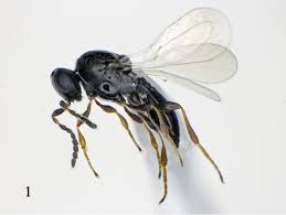 Attēlu rezultāti vaicājumam “Cecidomyiidae”