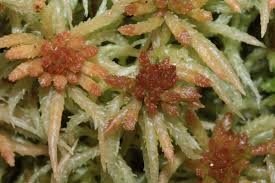 Attēlu rezultāti vaicājumam “Sphagnum palustre”