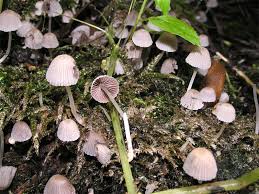 Attēlu rezultāti vaicājumam “Coprinus disseminatus”