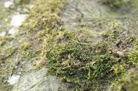 Attēlu rezultāti vaicājumam “Porella cordaeana”