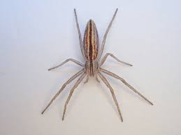 Attēlu rezultāti vaicājumam “Tibellus oblongus”