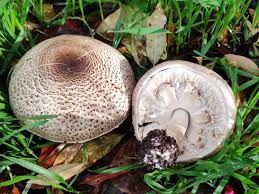 Attēlu rezultāti vaicājumam “Agaricus”