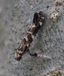 Attēlu rezultāti vaicājumam “Gracillaria syringella larva”