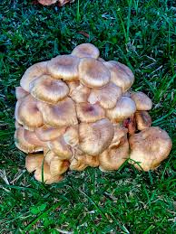 Attēlu rezultāti vaicājumam “Lycogala miserum sessile”