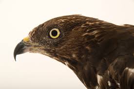 Attēlu rezultāti vaicājumam “Pernis apivorus”