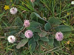 Attēlu rezultāti vaicājumam “Plantago media leaf”