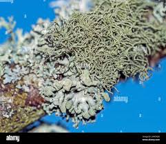 Attēlu rezultāti vaicājumam “Hypogymnia tubulosa”