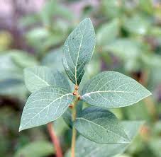 Attēlu rezultāti vaicājumam “Vaccinium uliginosum leaf”