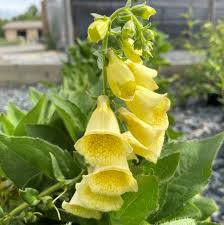 Image result for Digitalis grandiflora