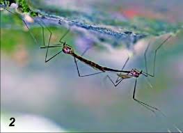 Attēlu rezultāti vaicājumam “Dictenidia bimaculata”