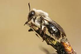 Attēlu rezultāti vaicājumam “Andrena vaga”