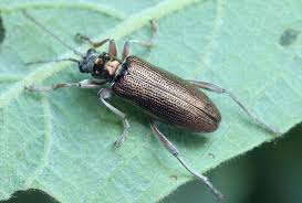 Attēlu rezultāti vaicājumam “Donacia clavipes”