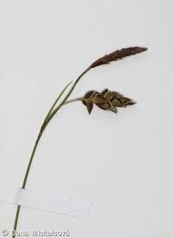 Attēlu rezultāti vaicājumam “Carex limosa fruit”