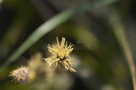 Attēlu rezultāti vaicājumam “Carex sylvatica flower”