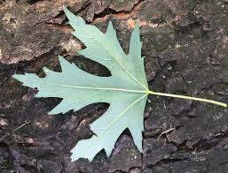 Attēlu rezultāti vaicājumam “Acer saccharinum leaf”