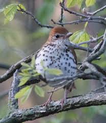 Image result for Hylocichla mustelina