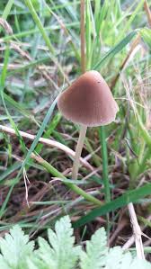 Attēlu rezultāti vaicājumam “Psathyrella sp.”