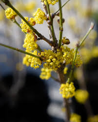 Attēlu rezultāti vaicājumam “Cornus mas flower”