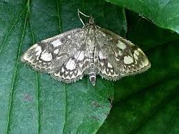 Attēlu rezultāti vaicājumam “Anania coronata”