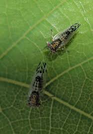 Attēlu rezultāti vaicājumam “Sternorrhyncha”