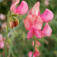 Image result for Lathyrus odoratus