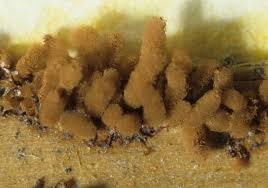 Attēlu rezultāti vaicājumam “Arcyria affinis spores”