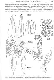 Attēlu rezultāti vaicājumam “Weissia brachycarpa”