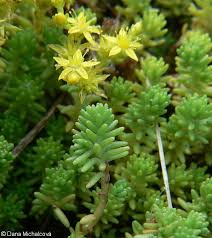 Attēlu rezultāti vaicājumam “Sedum sexangulare leaf”