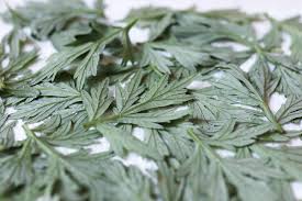 Attēlu rezultāti vaicājumam “Artemisia vulgaris leaf”